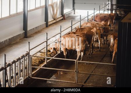 Milchviehindustrie. Rote Jersey Kühe stehen im Stall und fressen Heu. Stockfoto