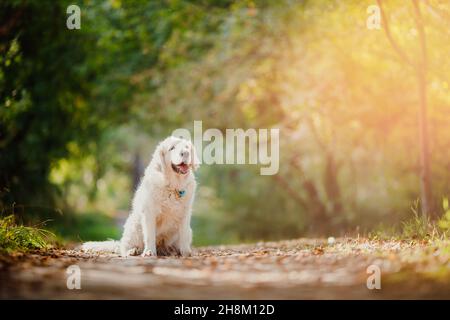 Aktiv, lächeln Hund Labrador Happy golden Retriever im Freien im Graspark an sonnigen Sommertag. Stockfoto