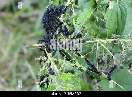 Nesselraupe. Viele schwarze Raupen eines Pfauenschmetterlings, der sich auf Brennnessel ernährt. Stockfoto