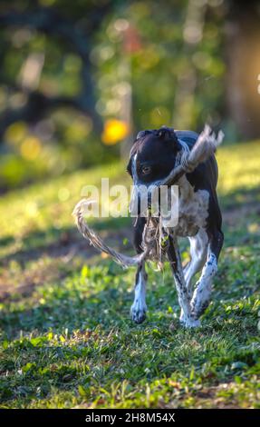 Mall Greyhound Ruby spielt freudig mit Rope Stockfoto