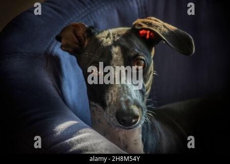 Kleiner Italienischer Greyhound Posiert Mit Diesem Look. Stockfoto