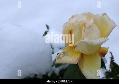 Gefrorene Rose mit Eiskristallen bedeckt Stockfoto