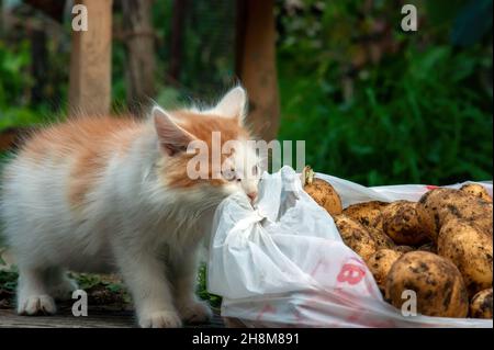 Weiß mit roten Flecken Kätzchen im Dorf, im Sommer Stockfoto