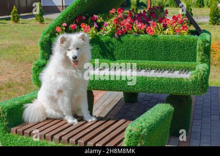 Samoyed Welpe sitzt auf einer Bank in der Nähe einer grünen Installation mit Blumen Stockfoto