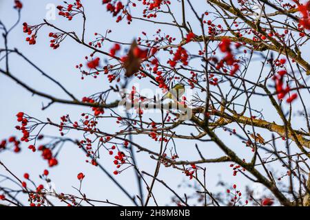 Europäischer Rotkehlchen sitzt auf einem Weißdornbusch mit roten Beeren Stockfoto
