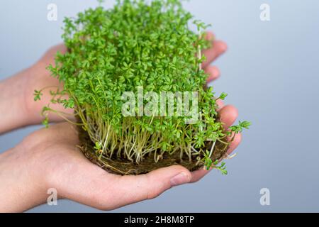 Halten Sie die mikrogrüne Brunnenkresse an der Hand. Keimende Samen auf Leinenmatten. Rosenkohl und andere Grünpflanzen. Gesunde Vitaminnahrung. Zu Hause wachsen. Hobby und Urban Gardening. Stockfoto