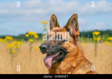 Deutscher Schäferhund sitzt draußen im hohen gelben Schilf. Zeigt seine Zunge. Gelbe Blumen und Waldrand im Hintergrund. Stockfoto
