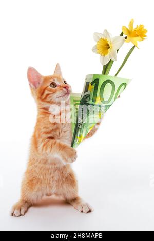 Lustige Idee. Kitten präsentiert Blumen verpackt in einer 100-Euro-Banknote als Geschenk Stockfoto