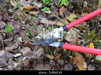 Rosen für den Winter vorbereiten. Rosen im Herbst mit langen Stielscheren schneiden. Stockfoto