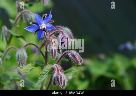 Blaue Blume auf Borage Pflanze Stockfoto