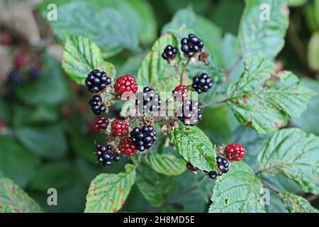 Wilde Brombeeren reifen im Herbst Stockfoto