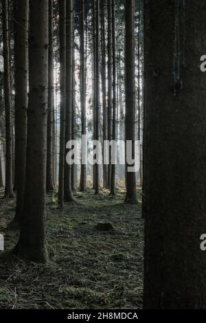 Sonnenstrahlen, die durch Bäume in einem Wald scheinen Stockfoto