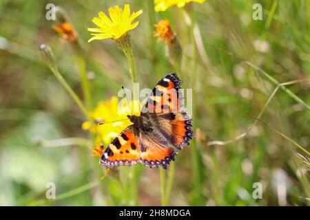 Heliconius melpomene Schmetterling auf einem grünen Blatt in freier Wildbahn Stockfoto