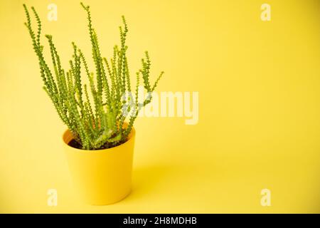 Eine Blume mit einem grünen Stiel in einem gelben Topf auf gelbem Hintergrund Stockfoto