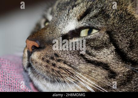Die müde Katze Felix lag faul auf der Couch herum Stockfoto