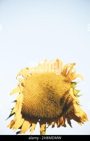 Nahaufnahme des Kopfes der riesigen welkenden Sonnenblume auf weißem Hintergrund. Konzept von Zerfall, Sterben Stockfoto