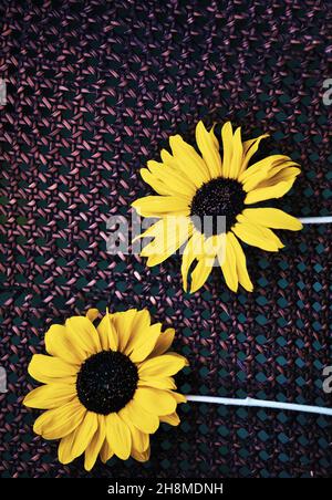 Zwei geschnittene Sonnenblumen vor einem Hintergrund aus Korbgewebe. Konzept von Zweisamkeit, Teamwork, Freundschaft Stockfoto