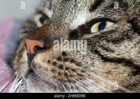 Die müde Katze Felix lag faul auf der Couch herum Stockfoto