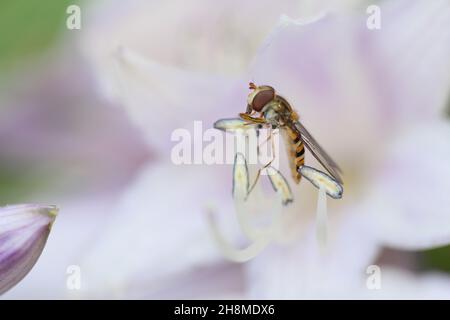 Eine Schwebefliege, die auf dem Pollen einer lila weißen Blume sitzt und Nektar frisst Stockfoto