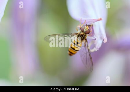 Eine Schwebefliege, die auf dem Pollen einer lila weißen Blume sitzt und Nektar frisst Stockfoto