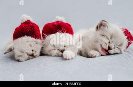 Ragdoll Kätzchen tragen Weihnachtsmütze Stockfoto
