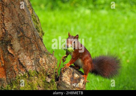 Ein geschäftiges Eichhörnchen, das Nüsse von einem Haselnussbaum sammelt Stockfoto