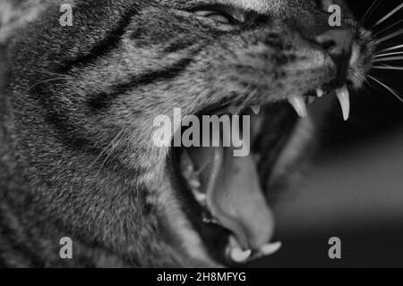 Schöner Gesichtsausdruck der Katze Felix Stockfoto