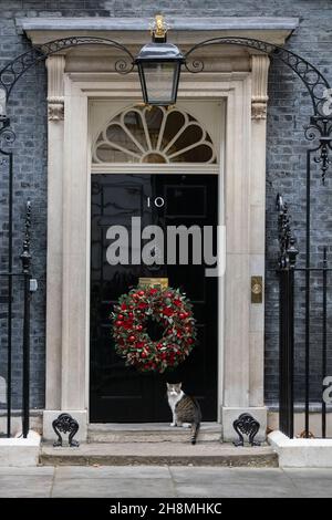 Larry, die Katze Nummer 10, sitzt neben dem Weihnachtsbaum in Downing Street, Whitehall, London, England, Großbritannien. Dezember 2021 Stockfoto