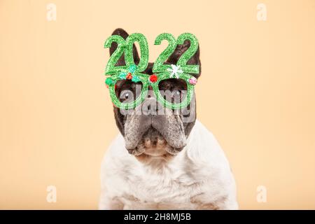 Wunderschöne französische Bulldogge mit festlicher Brille 2022. Frohes neues Jahr Stockfoto