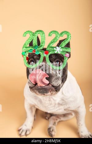 Französische Bulldogge feiert neues Jahr mit lustigen Brillen 2022 Stockfoto