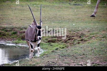 Oryx grast am Wasserloch Stockfoto