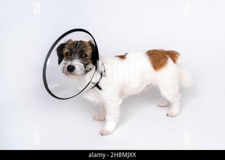 Trauriger kranker Hund Jack Russell Terrier in einem medizinischen Halsband auf weißem Hintergrund Stockfoto