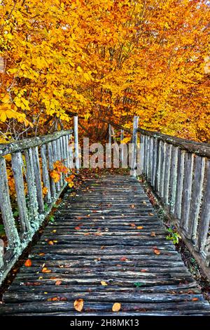 Lost in the realm of beeches next to Loggas lake, Antichasia mountains, Trikala, Thessaly, Greece. Stockfoto