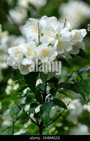 Philadelphus 'Burfordensis', Philadelphus × virginalis 'Burfordensis', Mock Orange 'Burfordensis'. Sommergrüner Strauch mit weißen Blüten Stockfoto
