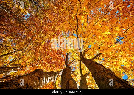 Lost in the realm of beeches next to Loggas lake, Antichasia mountains, Trikala, Thessaly, Greece. Stockfoto