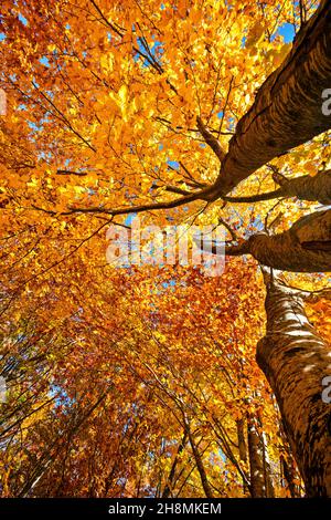 Lost in the realm of beeches next to Loggas lake, Antichasia mountains, Trikala, Thessaly, Greece. Stockfoto