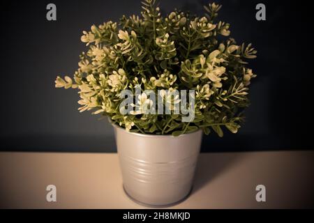 Eine künstliche Pflanze auf einem weißen Tisch in einer grauen Vase auf blauem Hintergrund. Pflanzen in den Zimmern. Einrichtungsgegenstände Stockfoto