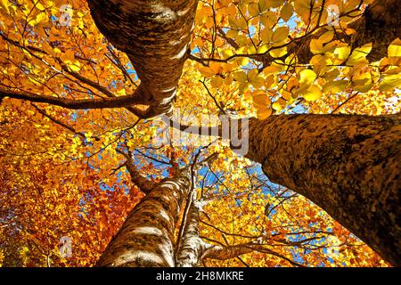 Lost in the realm of beeches next to Loggas lake, Antichasia mountains, Trikala, Thessaly, Greece. Stockfoto