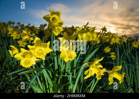Narzissen wachsen gegen Sonnenaufgangshimmel, Hampshire, England, Großbritannien, Europa Stockfoto
