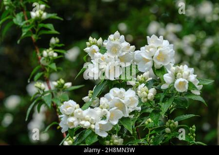 Philadelphus 'Burfordensis', Philadelphus × virginalis 'Burfordensis', Mock Orange 'Burfordensis'. Sommergrüner Strauch mit weißen Blüten Stockfoto