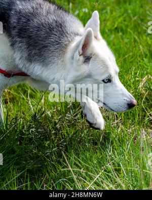 Ein freundlicher Blue Eyed Husky, der in einem Park spazieren gehen und das Gras schnuppern konnte Stockfoto