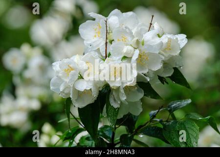 Philadelphus 'Burfordensis', Philadelphus × virginalis 'Burfordensis', Mock Orange 'Burfordensis'. Sommergrüner Strauch mit weißen Blüten Stockfoto