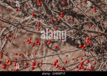 Rote Weißdornbeeren auf Busch ohne Blätter. Unscharfer Hintergrund. Stockfoto