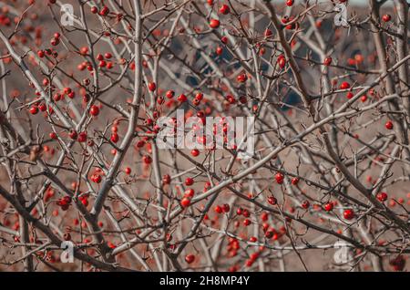 Rote Weißdornbeeren auf Busch ohne Blätter. Unscharfer Hintergrund. Stockfoto