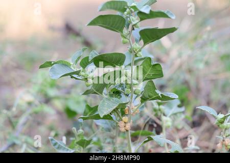 Nahaufnahme der Ashwagandha-Früchte auf der Pflanze (Withania somnifera) Stockfoto