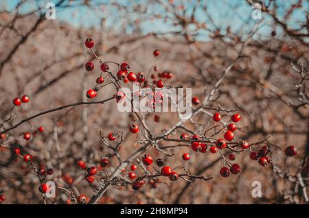 Rote Weißdornbeeren auf Busch ohne Blätter. Unscharfer Hintergrund. Stockfoto