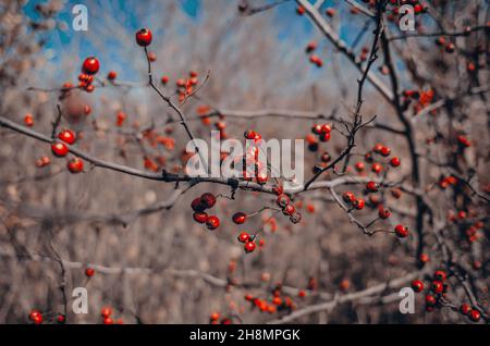 Weißdornzweig mit roten Beeren ohne Blätter auf dem Hintergrund des blauen Himmels. Wunderschöne Landschaft. Stockfoto