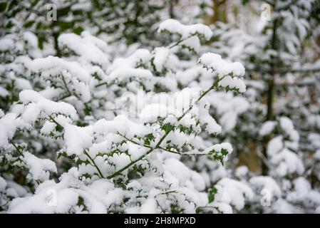 Schneebedeckte Zweige von Holly in einem englischen Wald im Winter. Stockfoto