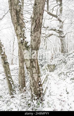 Fußweg in einem Winterwald in der englischen Landschaft. Silberne Birkenrinde im Vordergrund. Ein kleines Tor führt in den Wald. Stockfoto