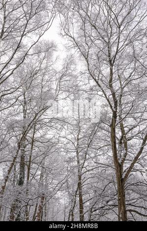 Im Winter sind in einem englischen Wald feine Zweige von Silberbirkenbäumen mit Schnee bedeckt. Stockfoto